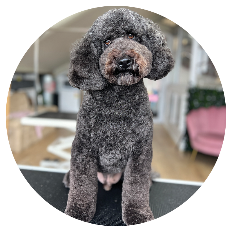 Grooming – The Grooming Lounge & Daycare