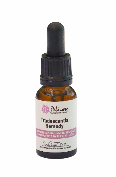 Peticare Tradescentia Remedy